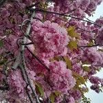 Prunus serrulata Цветок