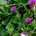 Mirabilis multiflora Хабит