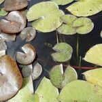 Nymphaea candida Leaf