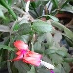 Schlumbergera truncata आदत