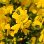 Genista lydia Lorea
