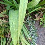 Galtonia candicans Leaf