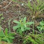 Polygala arenaria Lehti