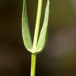 Blackstonia imperfoliata বাকল
