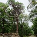 Pinus pinea Buveinė