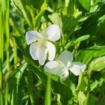 Viola striata 花