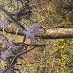 Tabebuia roseaFlower