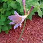 Lycoris squamigera Floare