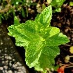 Mentha × rotundifolia Leht