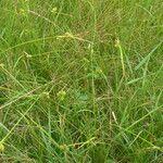 Carex oederi ശീലം