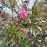 Gaura lindheimeriFlor