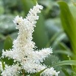 Astilbe rubra Flower