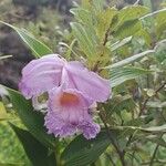 Sobralia macrantha Virág