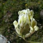 Oxytropis campestris Flower
