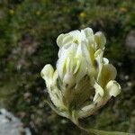 Oxytropis campestris 花