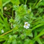 Euphrasia officinalisHabitus