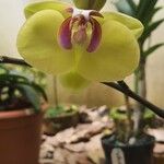 Phalaenopsis amabilisKukka