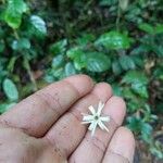 Ticorea foetida 花