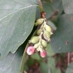 Symphoricarpos rotundifolius Fruto