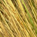 Calamagrostis recta Flower