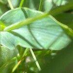 Bupleurum ranunculoides Leaf