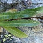 Campanula thyrsoides Blatt