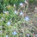 Anchusa strigosaBlüte