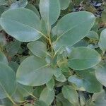 Griselinia littoralis Leaf