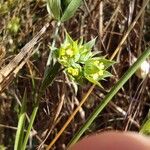 Bupleurum baldense Квітка