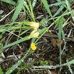 Crepis capillaris Flower