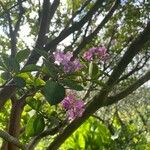 Lagerstroemia speciosaFlower