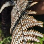 Cheilanthes farinosa Fruit