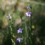 Campanula rapunculus Хабит