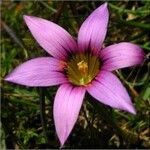 Romulea rosea Blüte