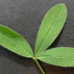 Trifolium squamosum Yaprak