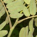 Cassia grandis Blad