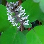 Plectranthus zuluensis 花