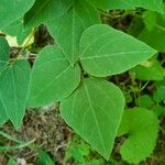 Amphicarpaea bracteata Blatt