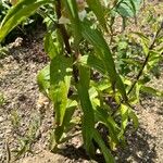 Digitalis lanata Leaf