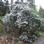 Rhododendron morii Habitus