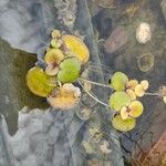 Hydrocharis laevigata Blatt
