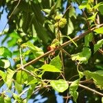 Pisonia aculeata 形態