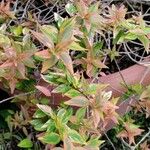 Abelia grandiflora Folha