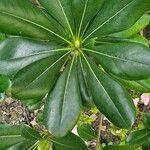 Pittosporum heterophyllum Leaf