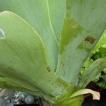 Agave attenuata Лист