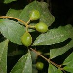 Rinorea hummelii Fruit