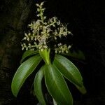 Ardisia densiflora Flower