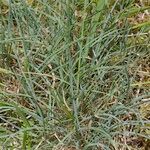 Festuca marginata Habit