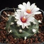 Turbinicarpus schmiedickeanus Квітка