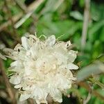 Cephalaria leucanthaFlower